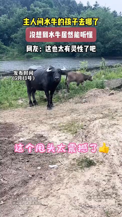 主人问水牛的孩子去哪了，没想到水牛居然能听懂。网友：这也太有灵性了。
余亮散养水