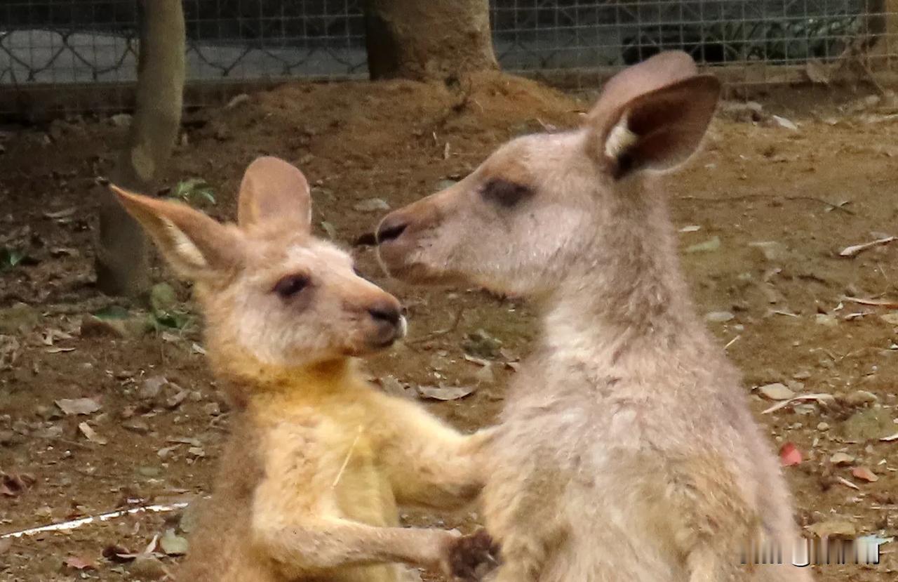 袋鼠：你不用哄我，我会自己回来的
宁波动物园