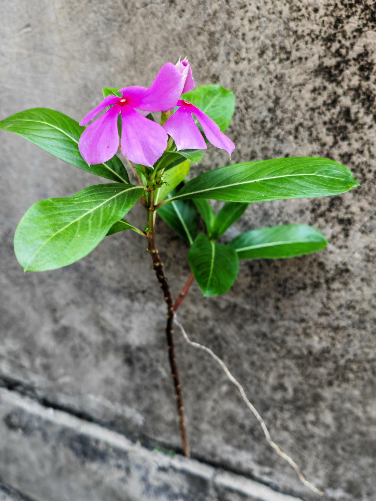晒图笔记大赛植物的生命力有多强？这株野花居然生长在楼顶女儿墙内侧磁砖与水泥墙的夹