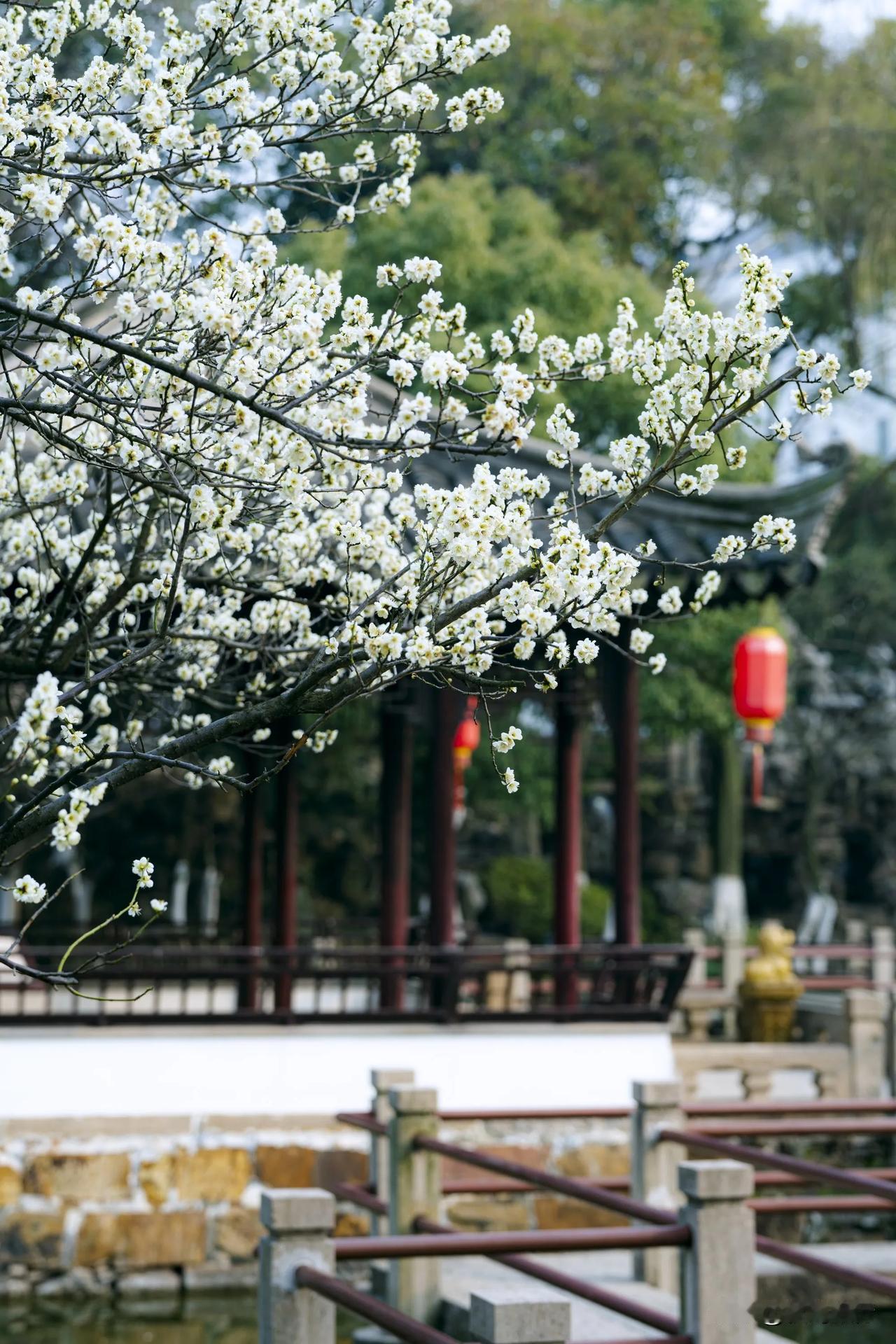 快去欣赏，常熟曾园绿萼梅也盛开啦！

最近，常熟燕园的绿萼梅火出圈了，有不少游客