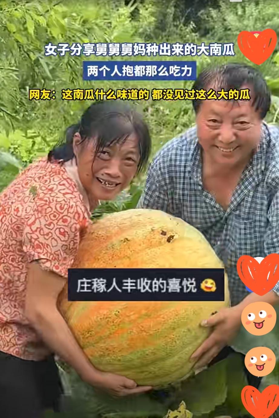 网友分享舅舅舅妈种出的大南瓜，着实令人震撼！两个人合抱都有些吃力，这南瓜得有多大
