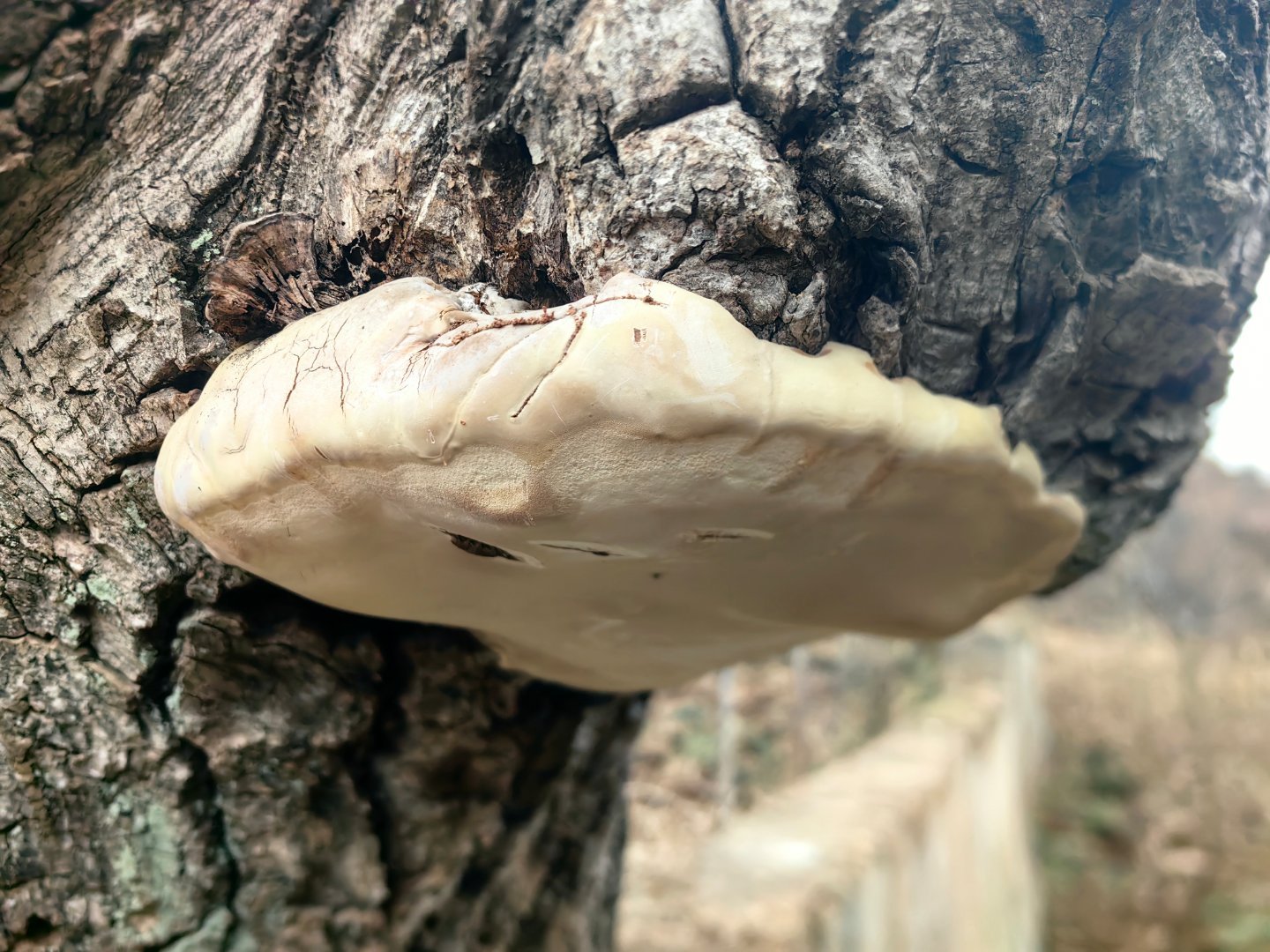 秦岭笑谈生活糗事大公开这是什么东东 商洛