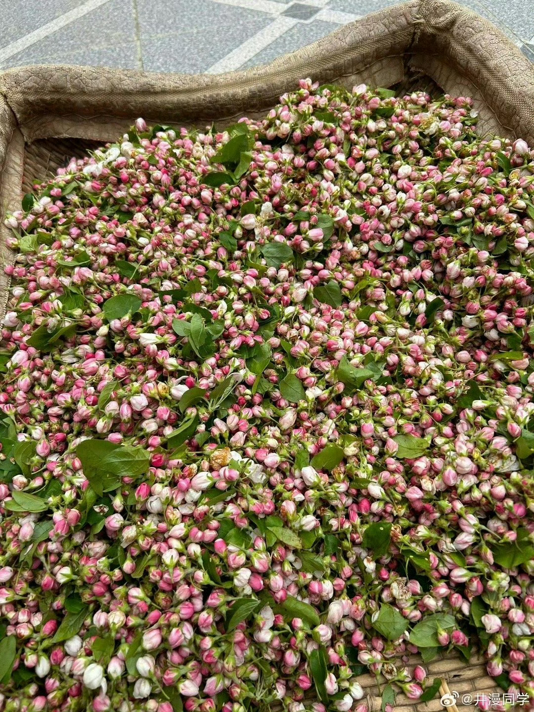 防止你没见过：苹果花 ​​​