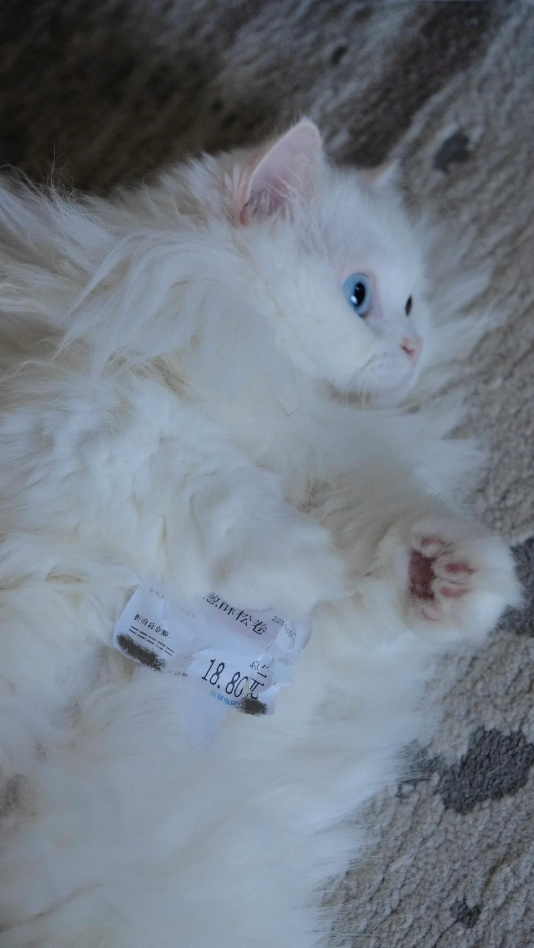 卖猫! 18.80元一条