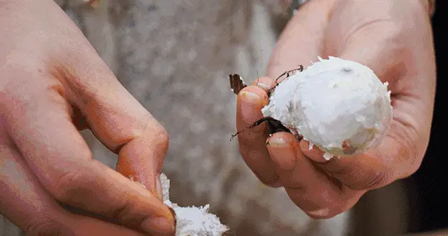 火锅|中国最爱芋头的省份，真的好糯