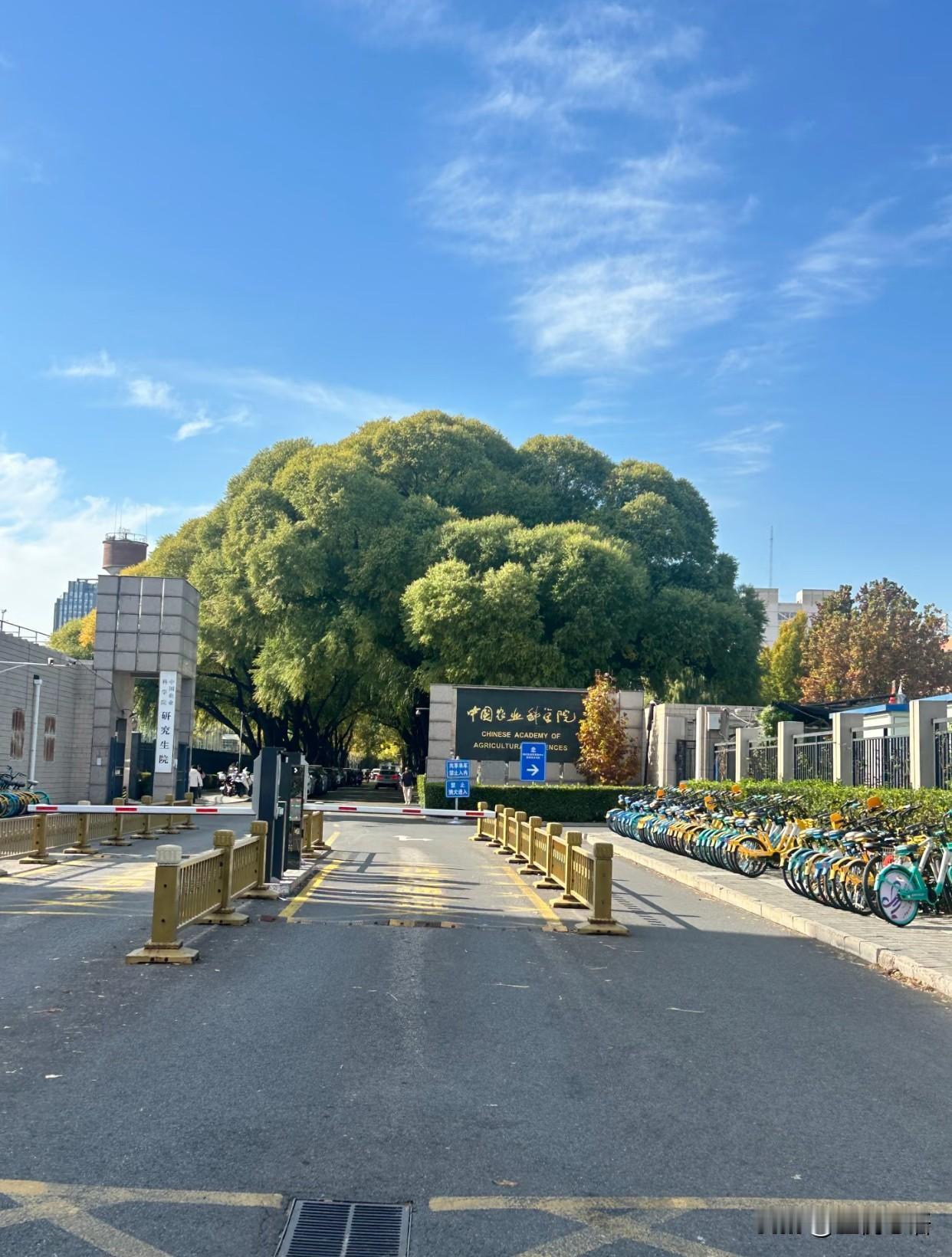 农科院是不是有超级木灵根啊！
这棵树也太有灵气了吧！
网友说它有“超级木灵根”，