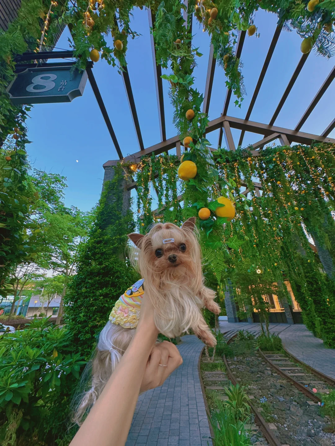 外出122｜报告！今天看了小🍋