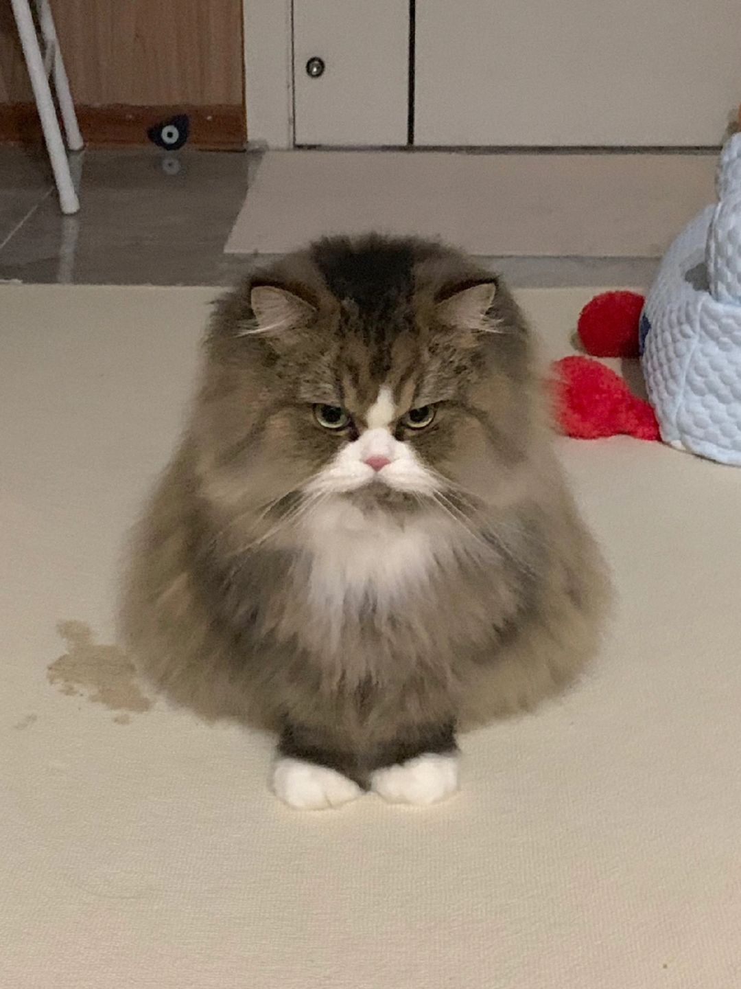 这种臭臭脸的小猫到底是谁在喜欢啊