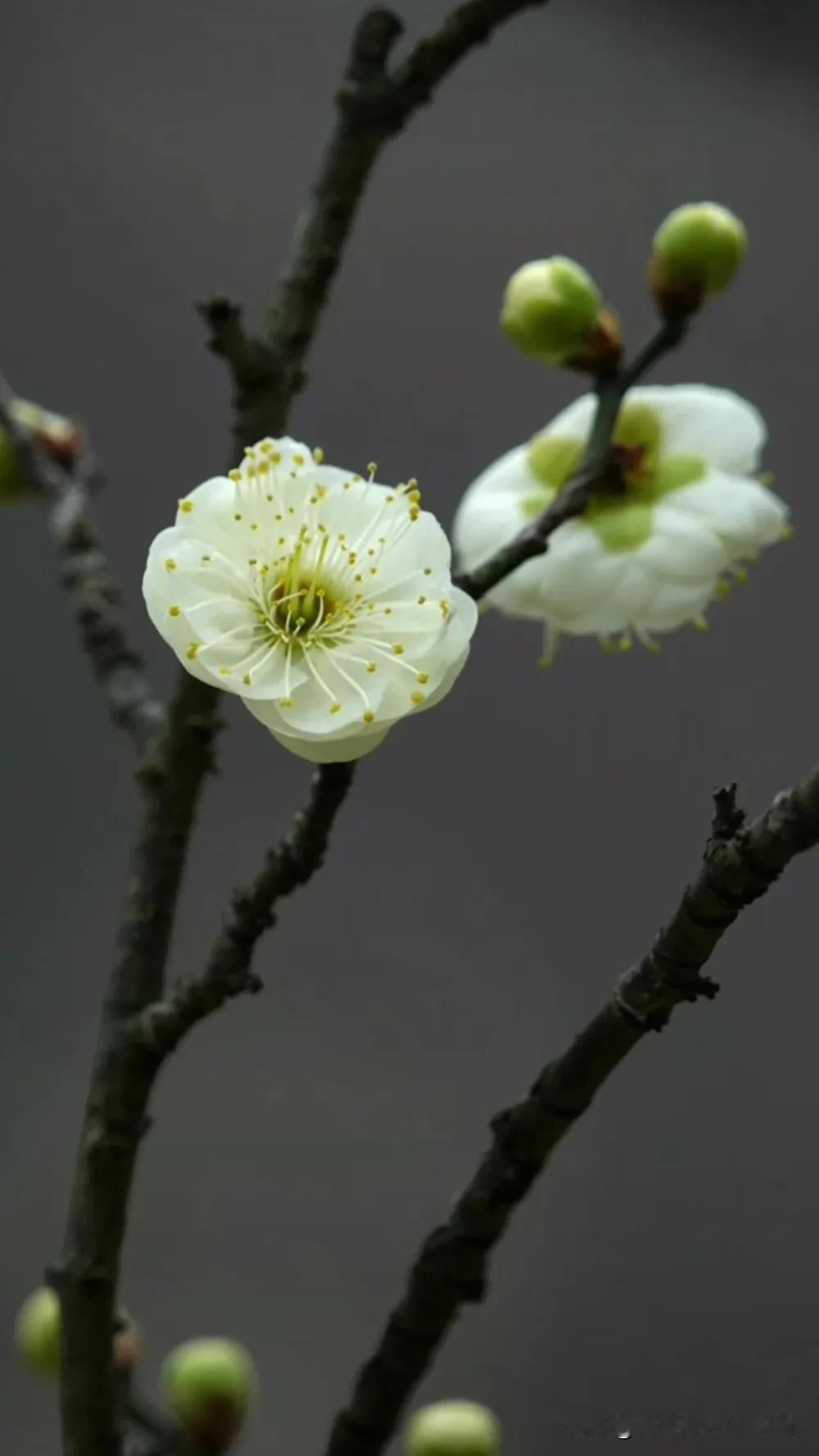 春天的小花，绽放出生命的美丽。随拍春日花朵 盛开期的花朵 开在骄阳下的花 镜头下