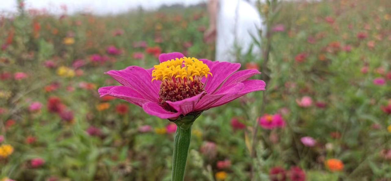 用①张照片证明你是花友