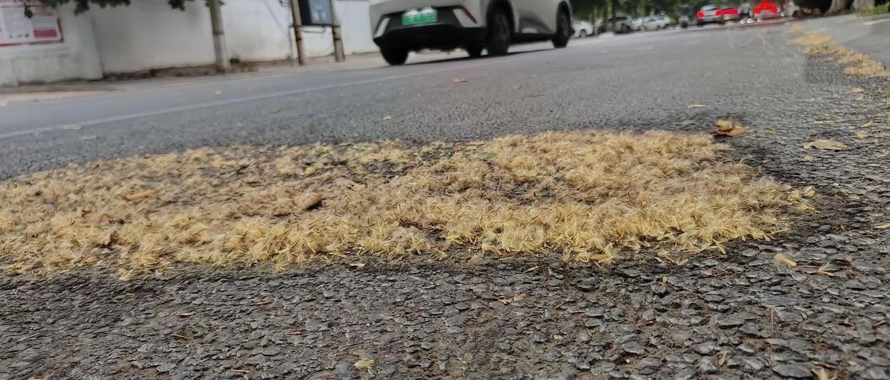 这就是美丽的沙河，咱也不知道绿化带种的叫什么树，只要一刮风不分季节的到处飞这个东