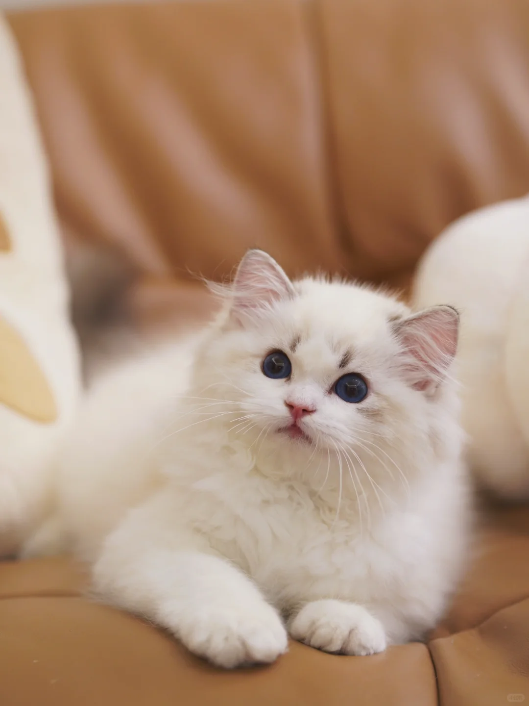 有人说咱们像动漫里的猫🐈