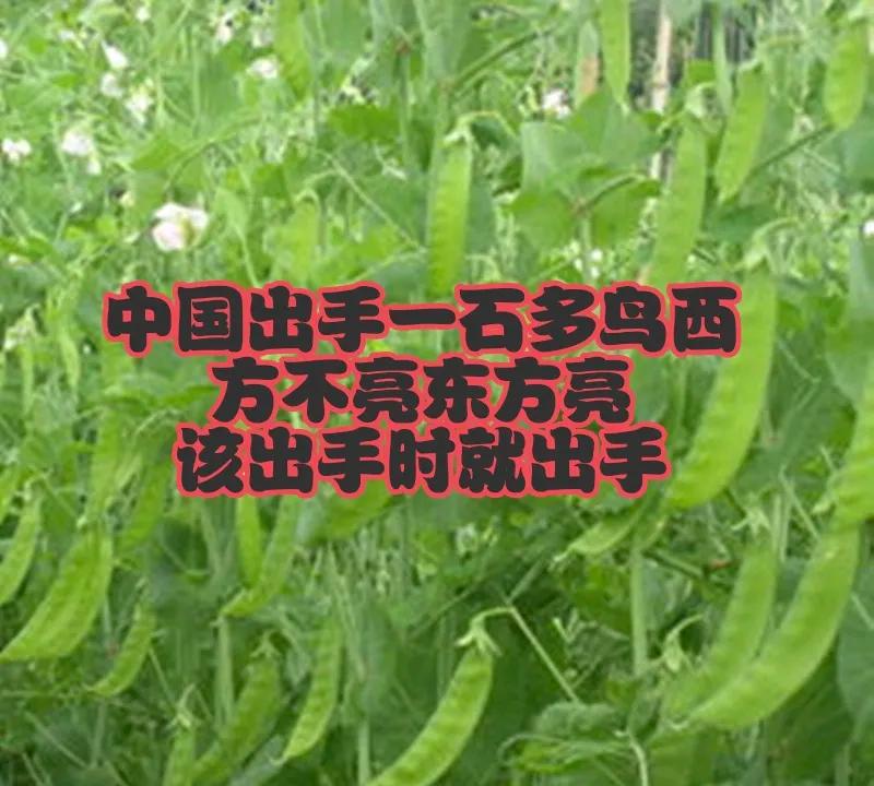 中国出手了，购买乌克兰豌豆，一石多鸟，西方不亮，东方亮。
俄乌冲突三年多，中国一