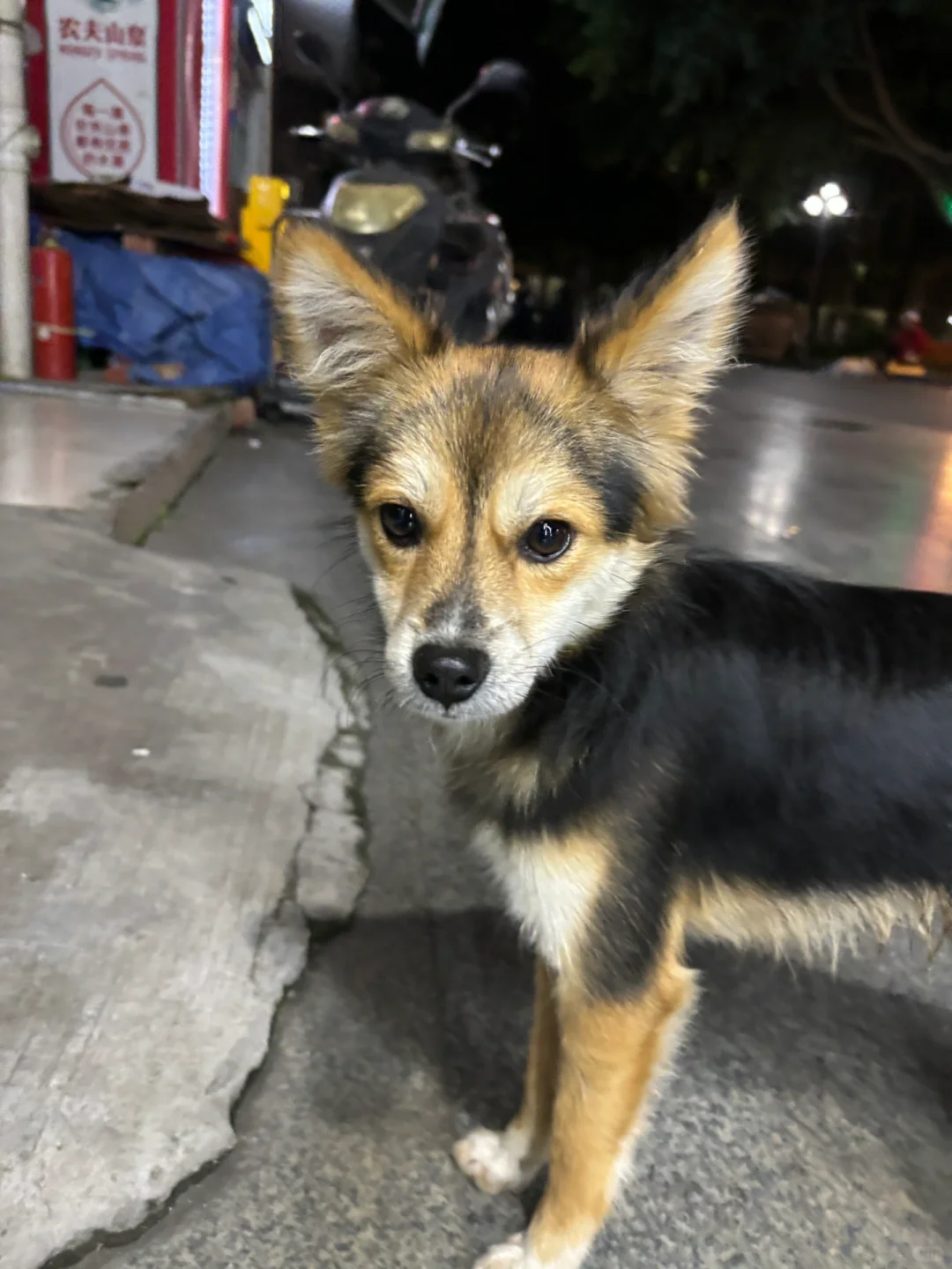 性格完全是童脸狼的狐狸小狗