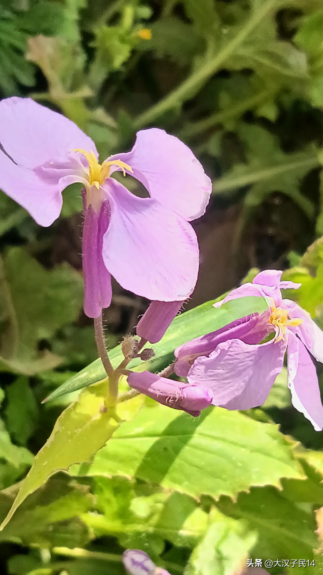 三言两语

四季长青松竹美德，昙花一现心血贡献。生活从来不缺少风景，关键在于如何
