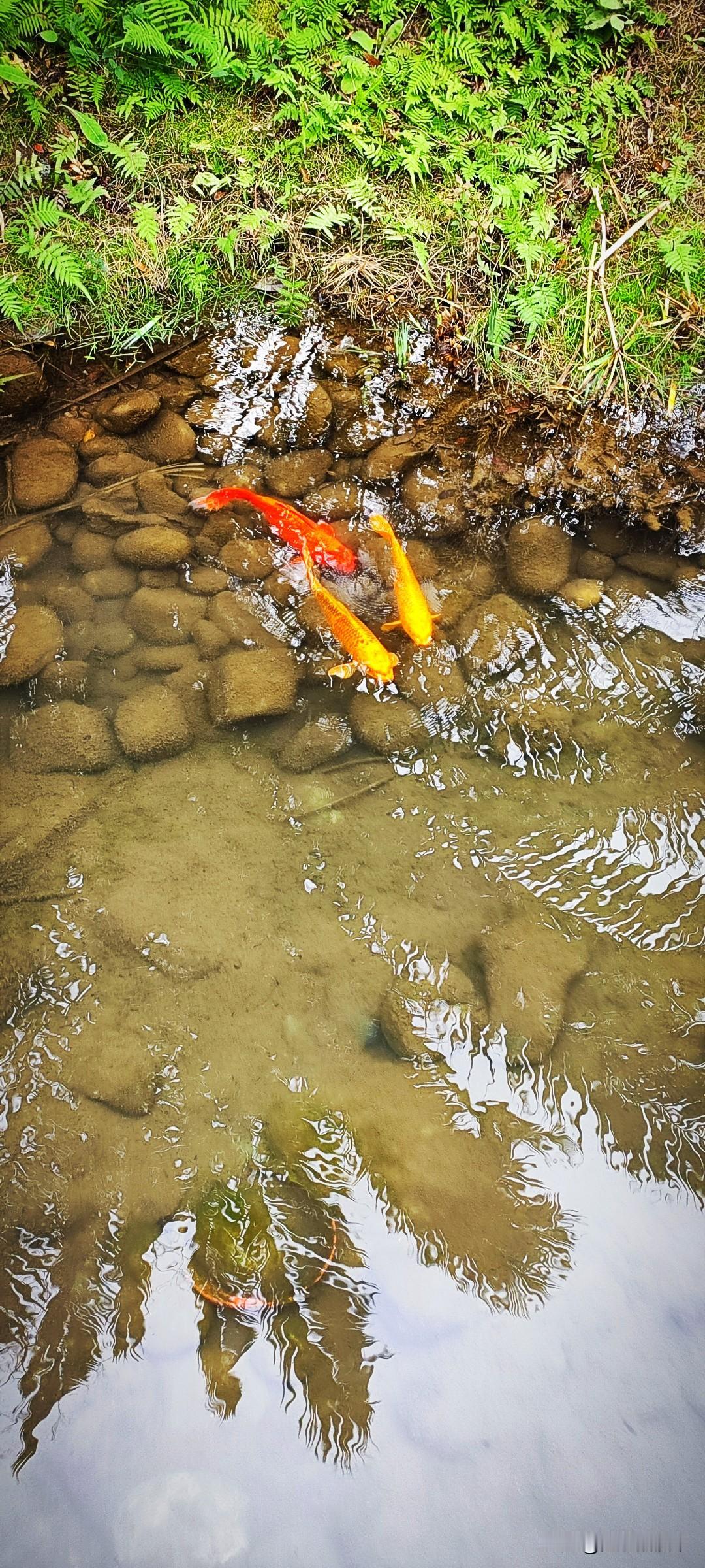 冬日生活打卡季在天汉长街走一走，能看到常青的树木，听到孩童们的欢笑。弯弯曲曲的水