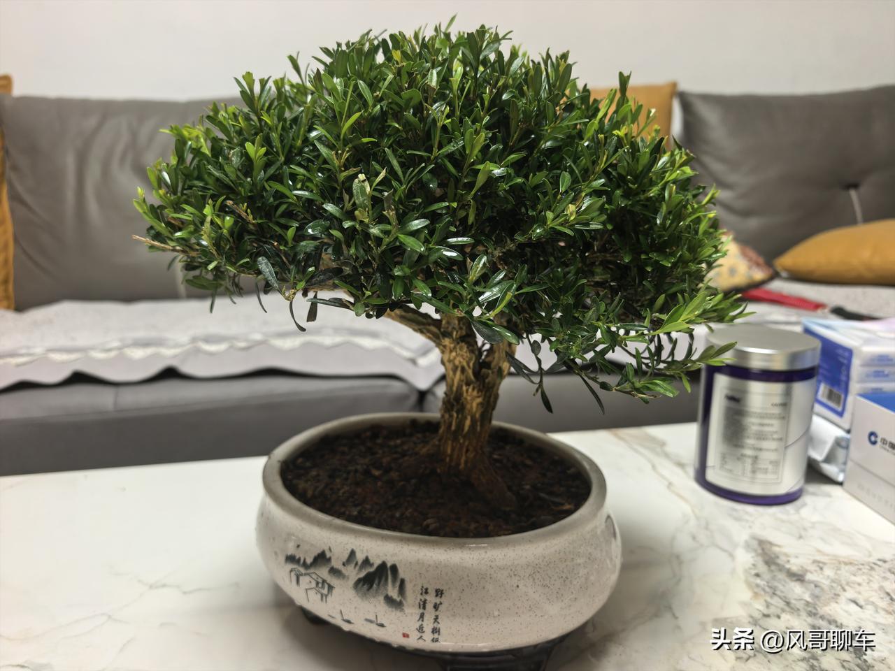 终于到手了，雀舌黄杨冠幅30厘米，桩高35厘米，50块钱贵不贵？