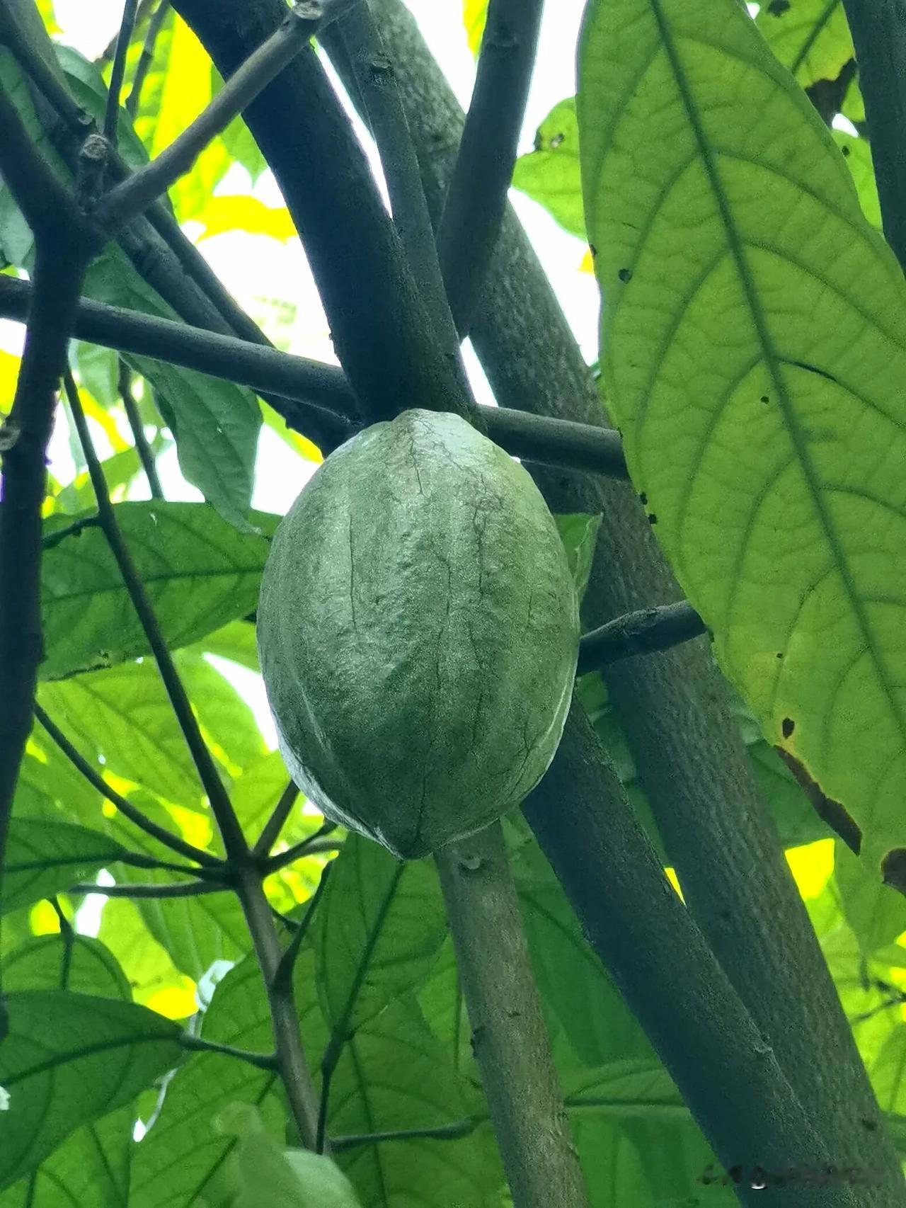 这次在兴隆热带植物园算是开了眼，看见了许多品种的可可果实，比如绿色果、红色果、紫