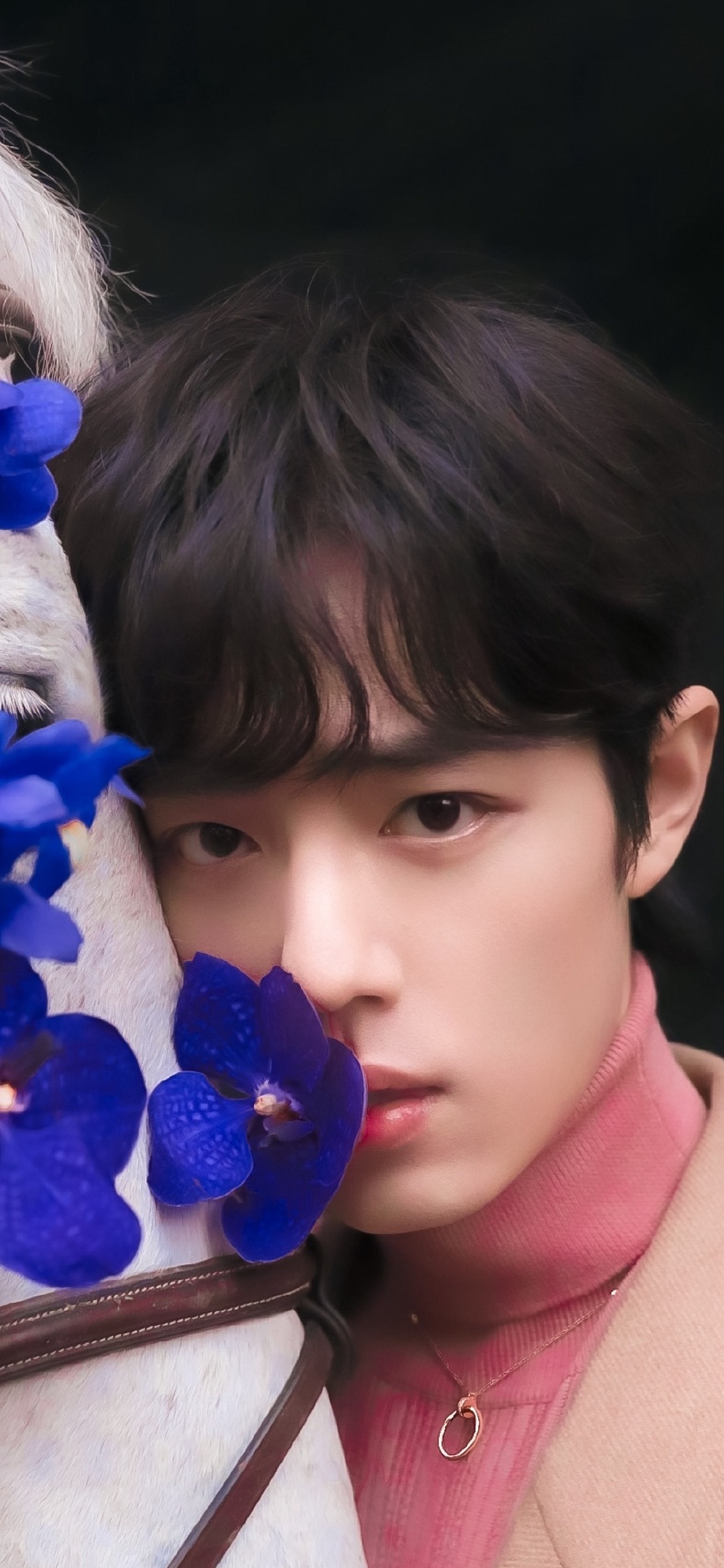 肖战2026双剧霸屏双倍惊喜◎肖战 你踏着光而来，像从童话里跑出的白马王子。台湾