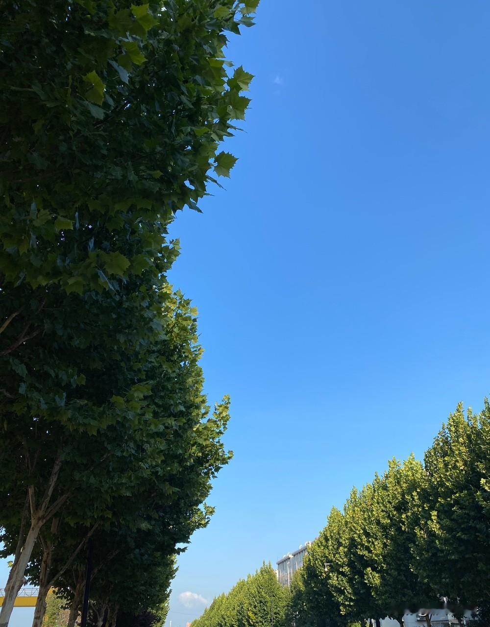立秋过去好多天，可天气一点凉快的迹象都没有，本地气温稳稳卡在三十五度。出门走一小
