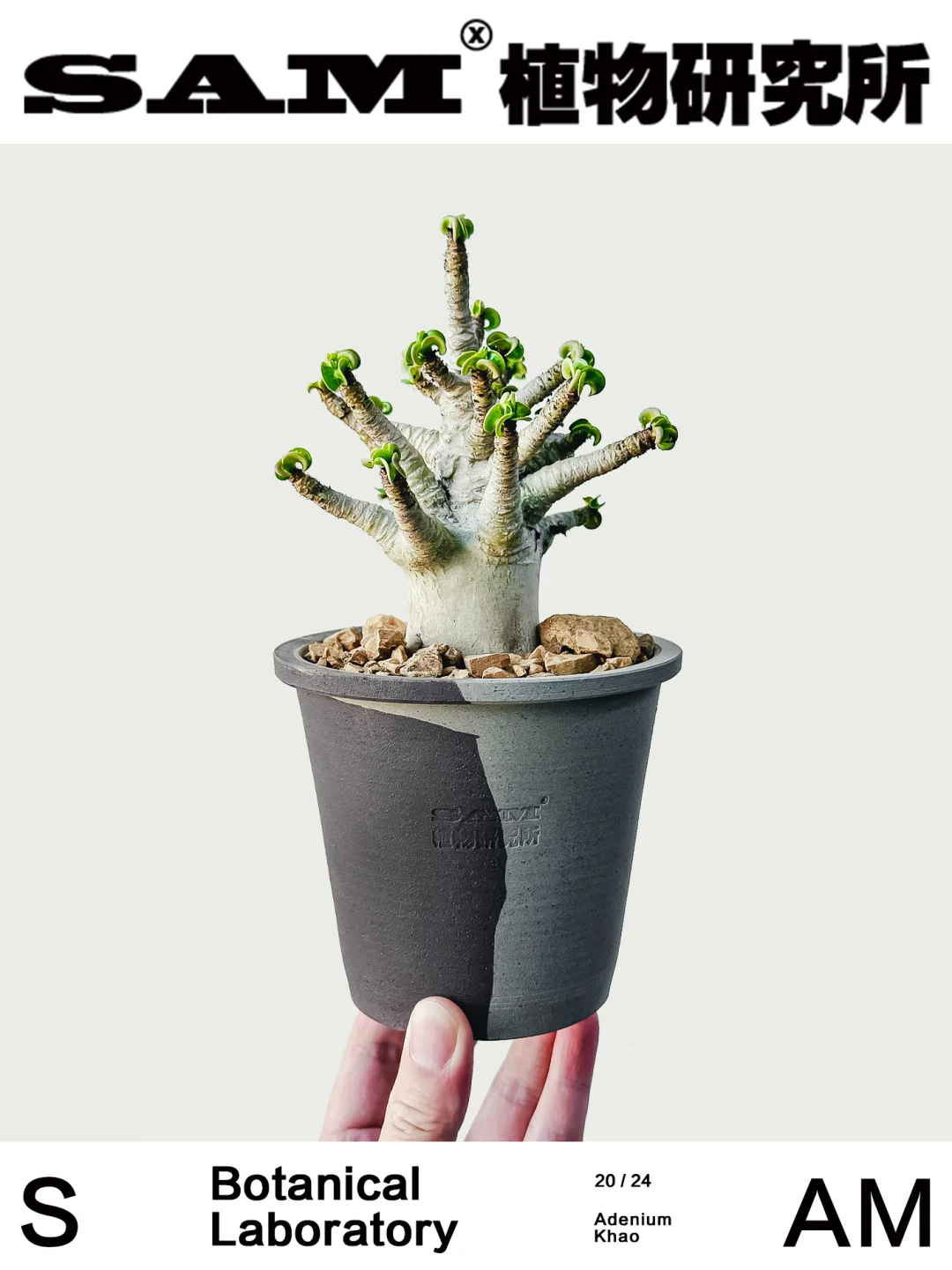 卡汉羊角沙玫｜Adenium Khao