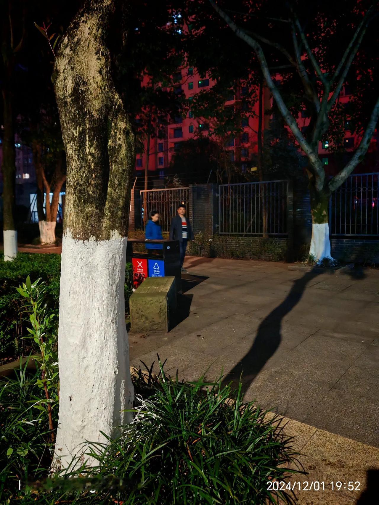 树甲对对面的树乙说：不好意思，我“影”响到你了 ，不过，责任全在路灯。图文原创