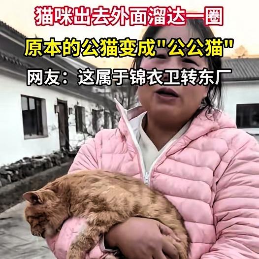 “笑不活了！”一女子养了一只公猫，不料，猫咪私自跑出去玩，几天后猫咪回家，女子发