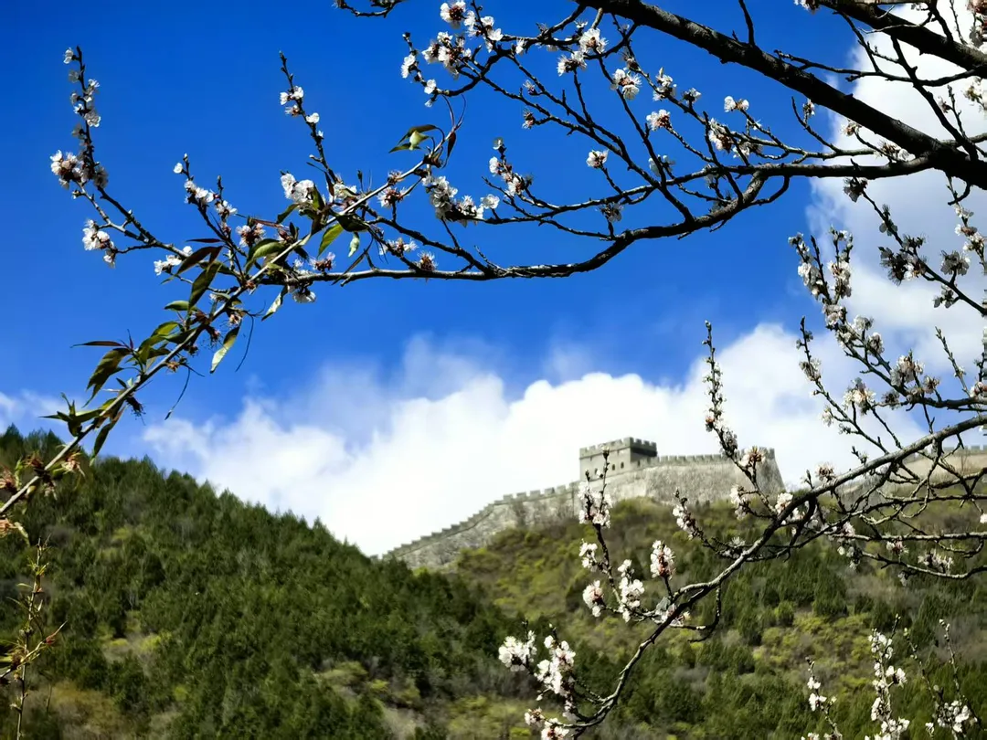 居庸关春日限定🌸今日份最新照片出炉