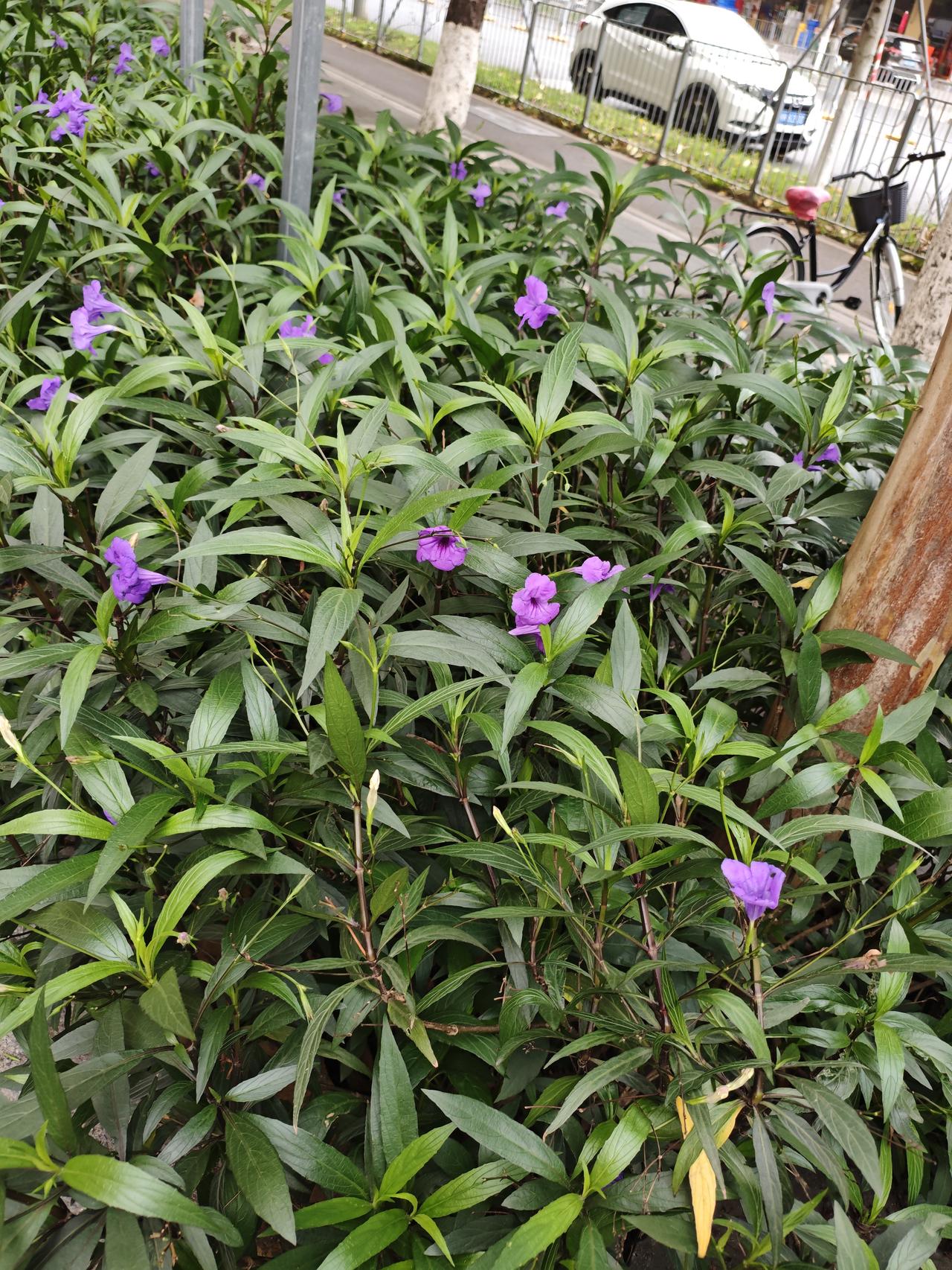 发一张你相册最近拍的花发一张路边拍到的兰花草花，紫色的花儿很美丽！