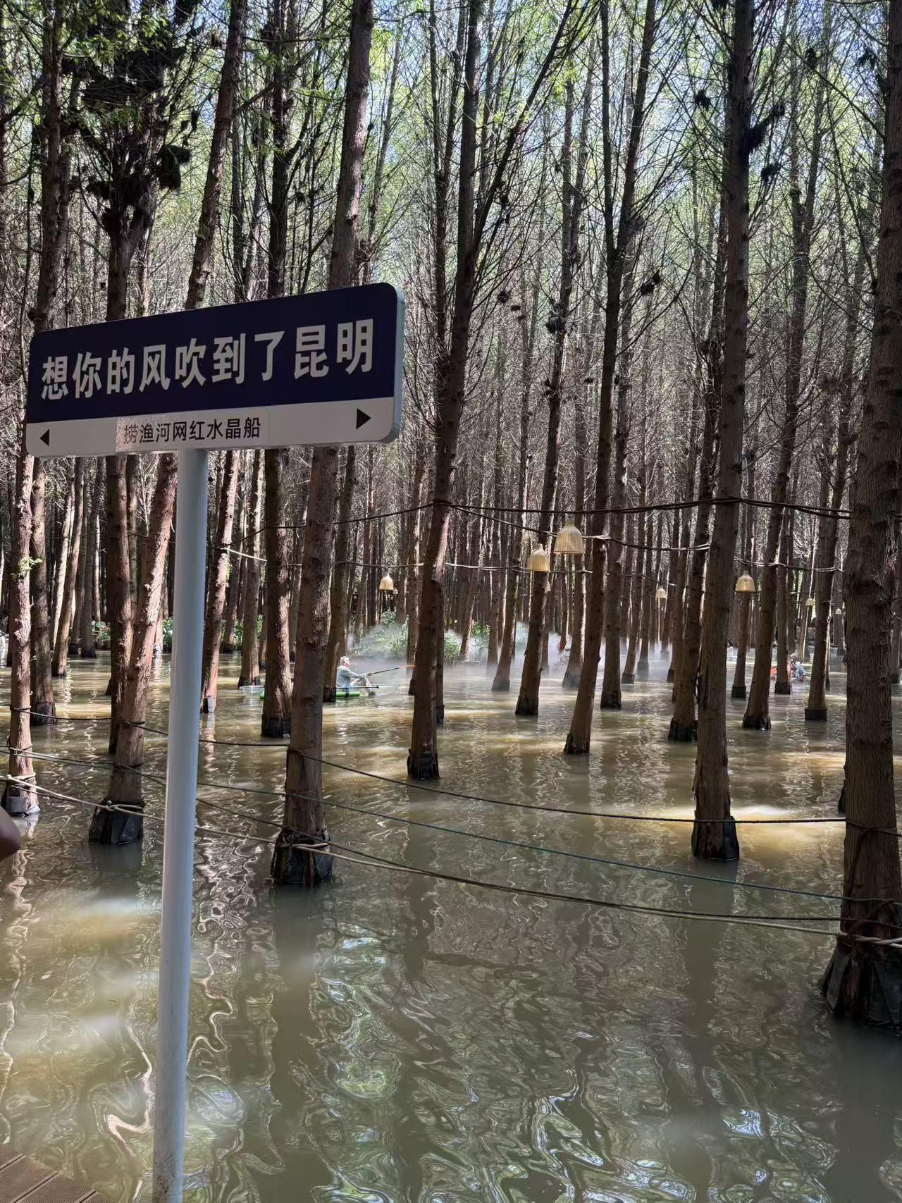 水上杉阵，翠锁烟波
滇池东岸捞鱼河，3.2万株中山杉（常称水杉）立根浅水，筑成“