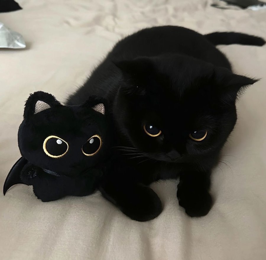 真假美猫王 
