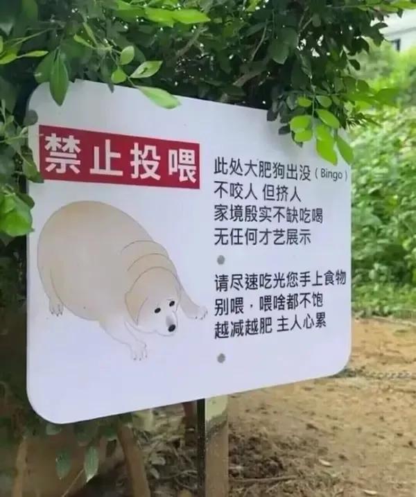 大肥狗出没，越喂越肥，主人心累[惊呆][惊呆][惊呆]