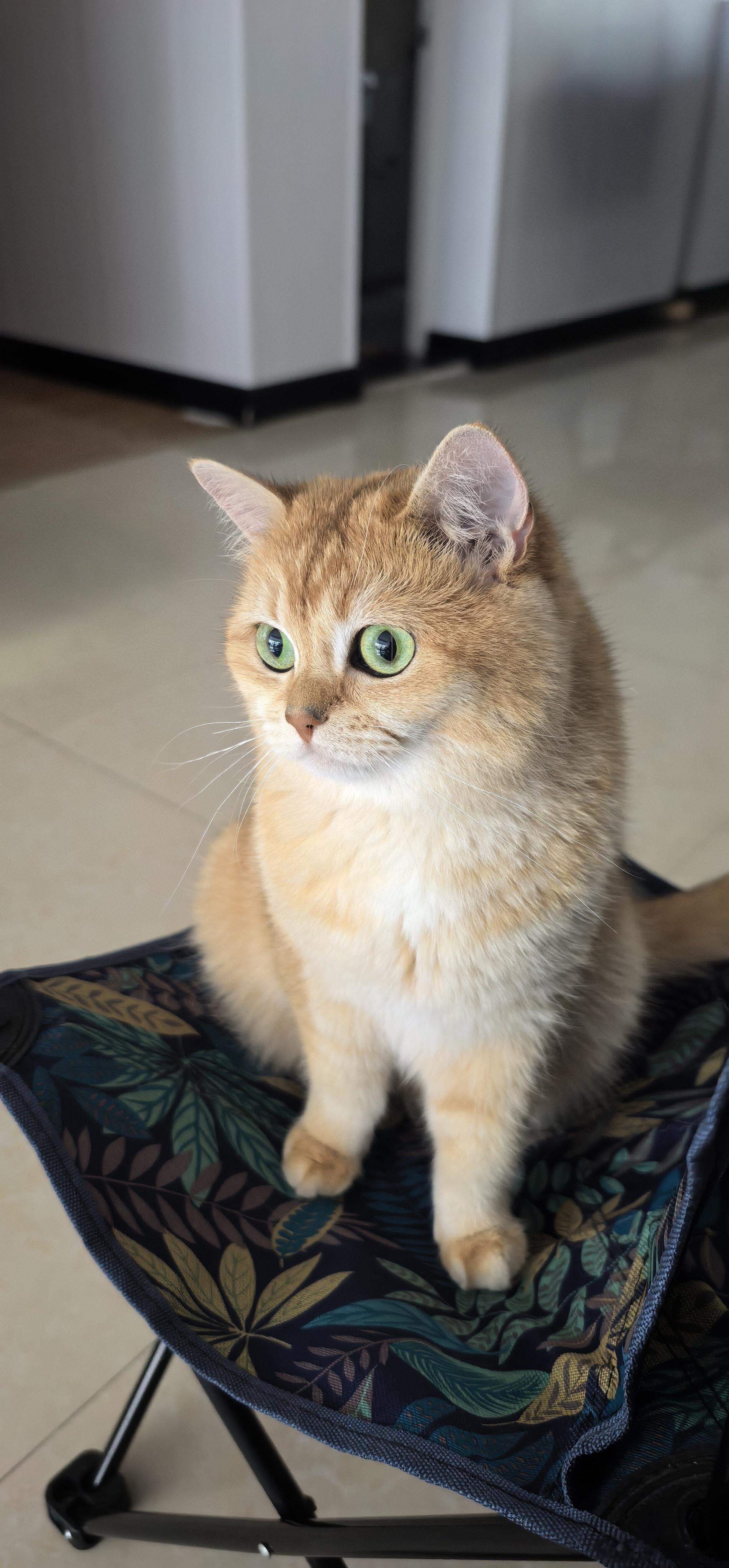 猫猫咪的日常猫咪日常猫咪日常记录  自带翡翠眼眸的小金毛静静地发呆的瞬间温柔填满