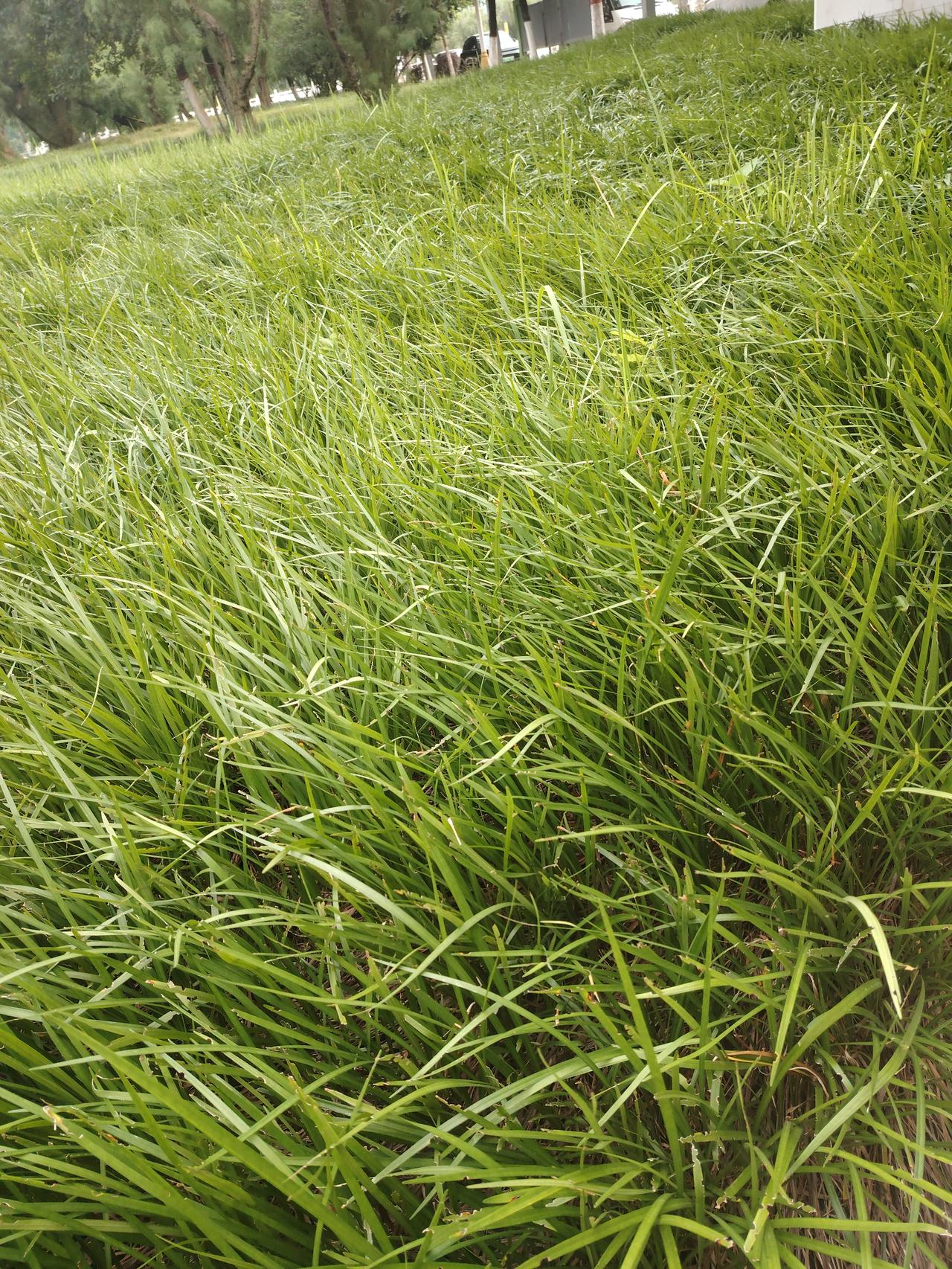 夏日逛广场，被那片麦冬草狠狠拿捏了。满眼绿油油，像给大地铺上了柔软的绿毯，看着就