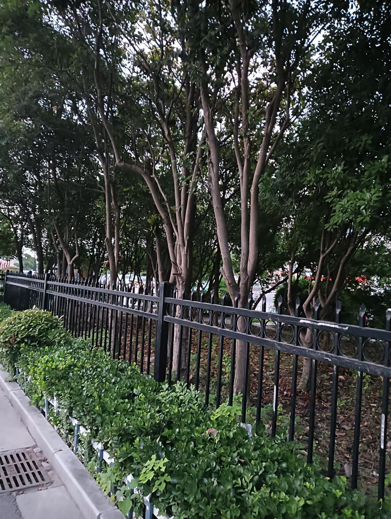 绿意盎然的公园小道，静谧而美好。🌳🍃
