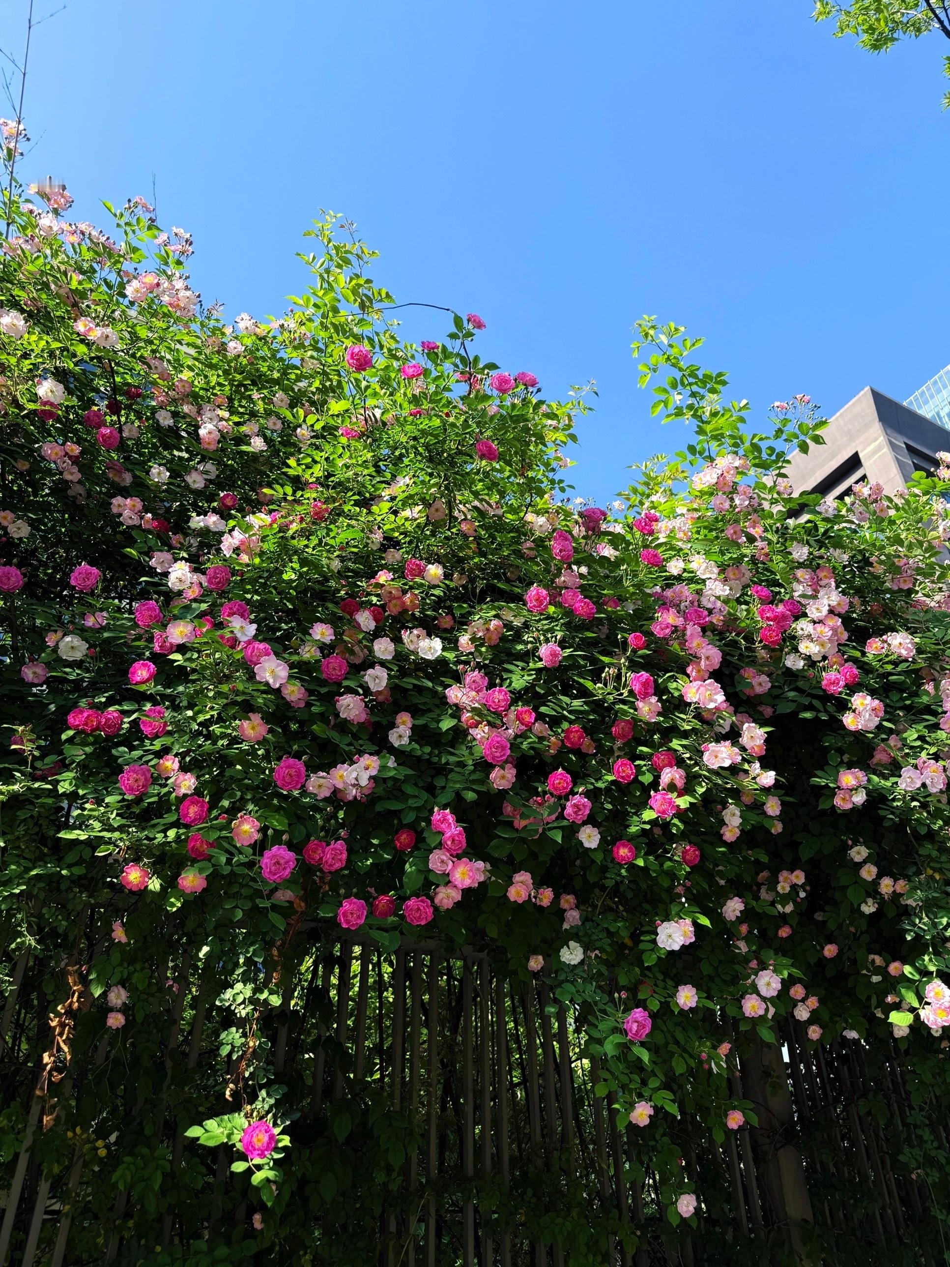 蔷薇花开时🌸˚❀ *·ꕤ 