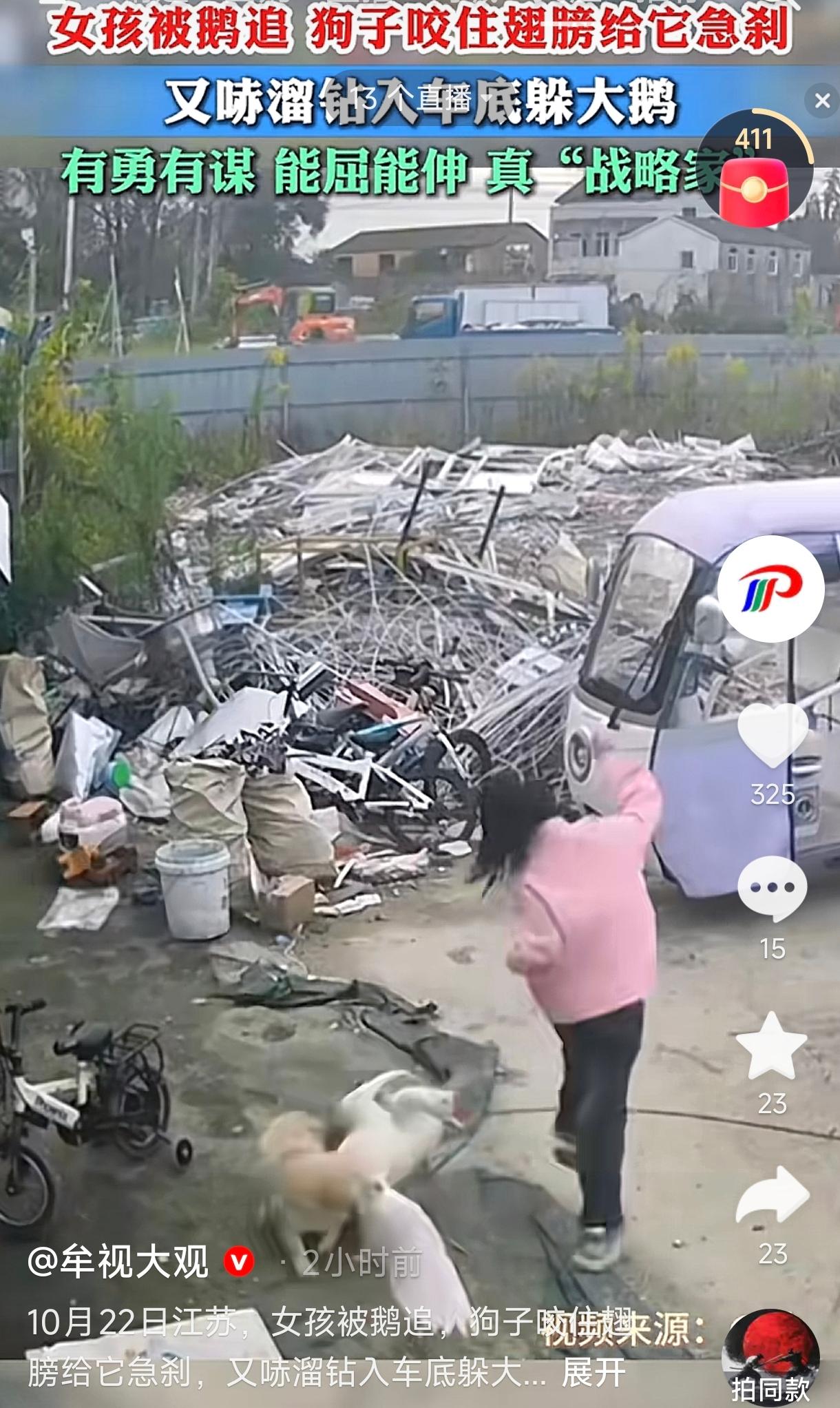 江苏，一女孩路过被一只大鹅追，眼看就要被啄上，一只小黄狗闪电般冲了出来，一口咬住