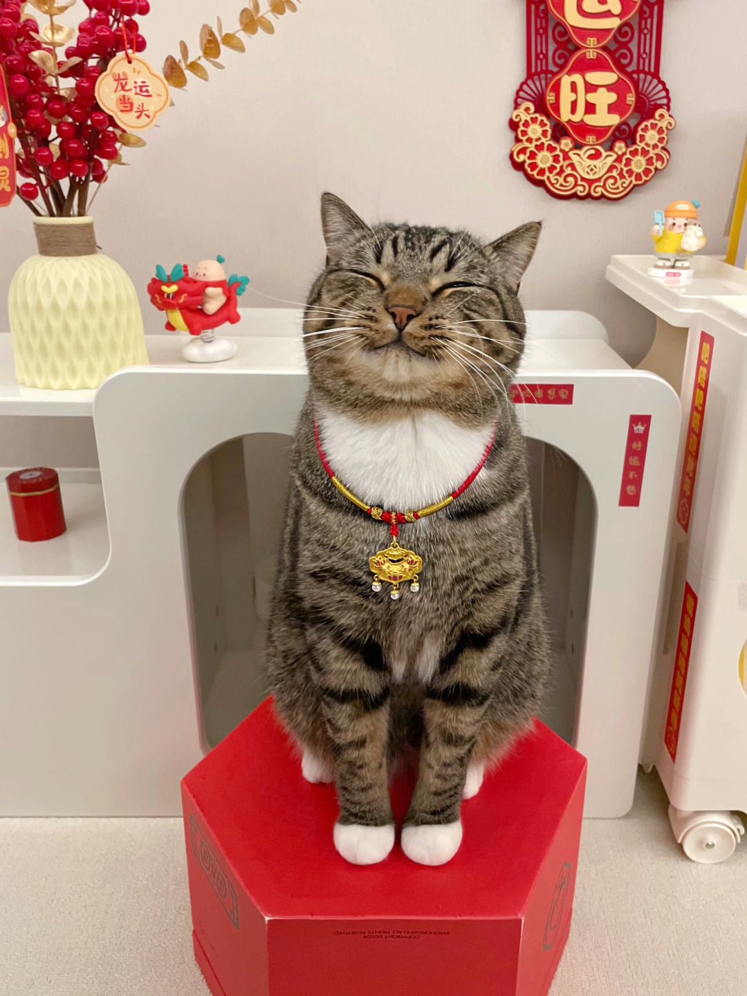 这面相的小猫能送去当招财猫吗？