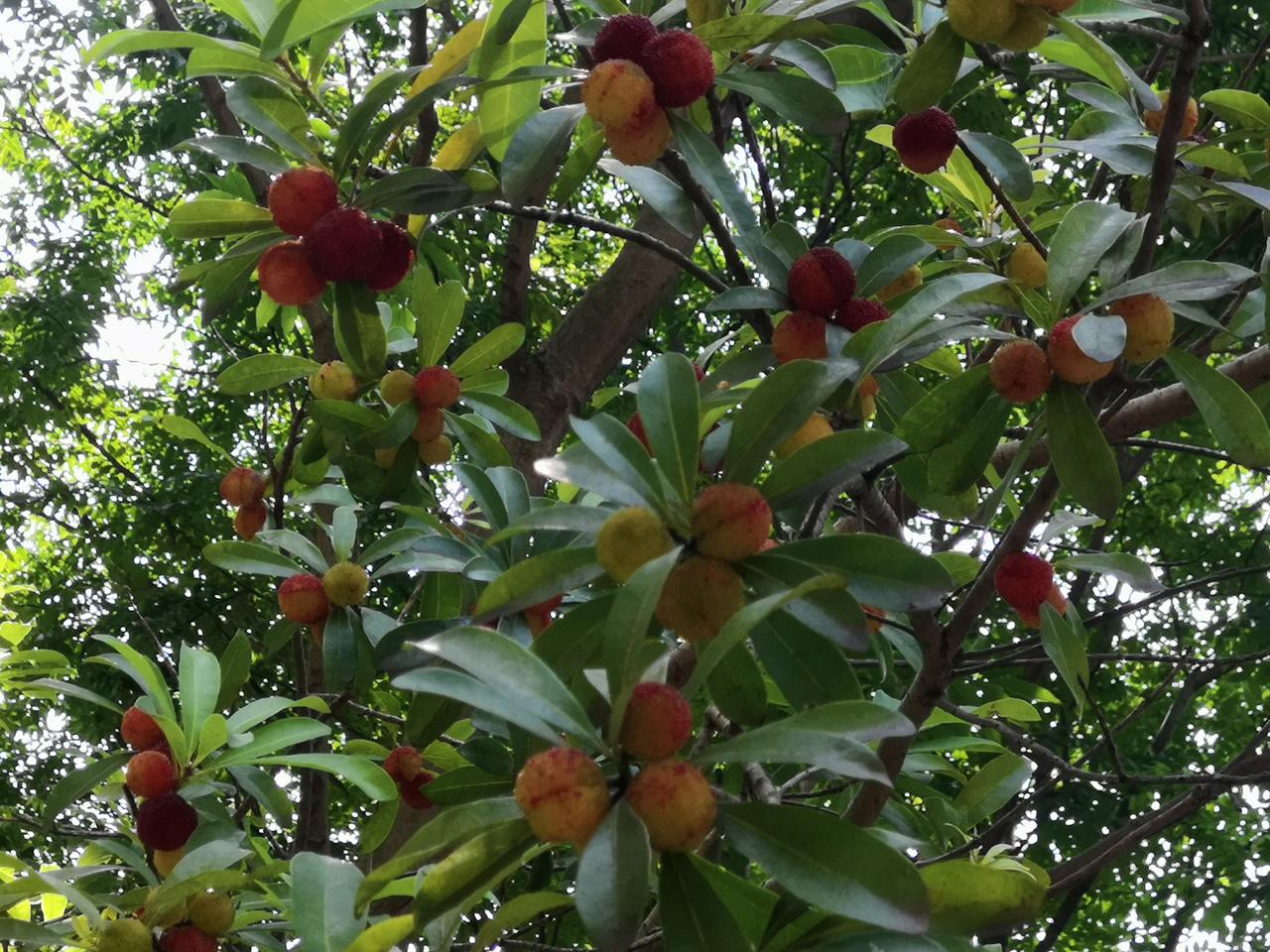 我认为更幸福。现在的孩子物质条件优越，有吃有喝有穿有玩的，只要好好读书就可以了，