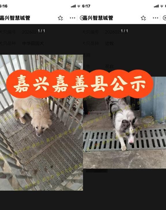 浙江浙里办嘉兴(嘉善)2026.2.4日犬只公示
昨天的全部都看不了，丢狗的赶紧