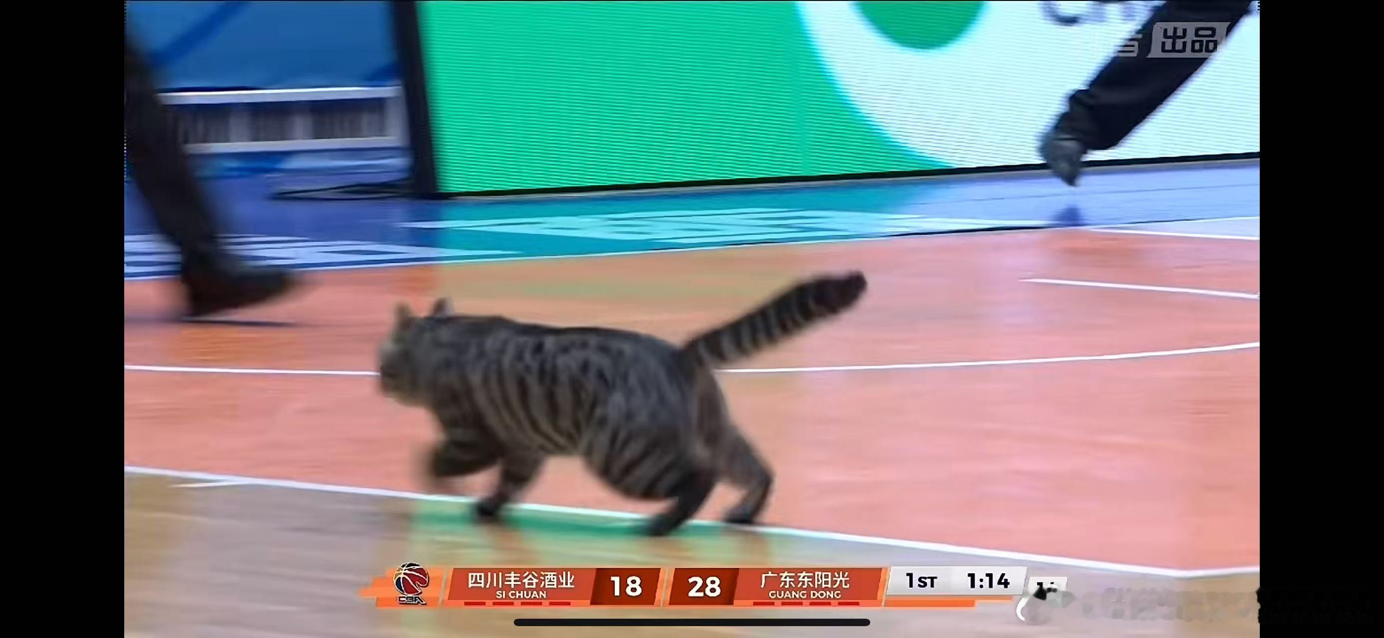 四川男篮vs广东男篮