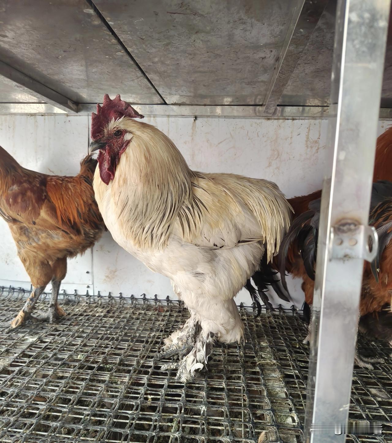 昨天捉了只鸡去看望姑父。姑妈走得早，姑父独自一人辛苦把三个姐姐拉扯长大，用心培养