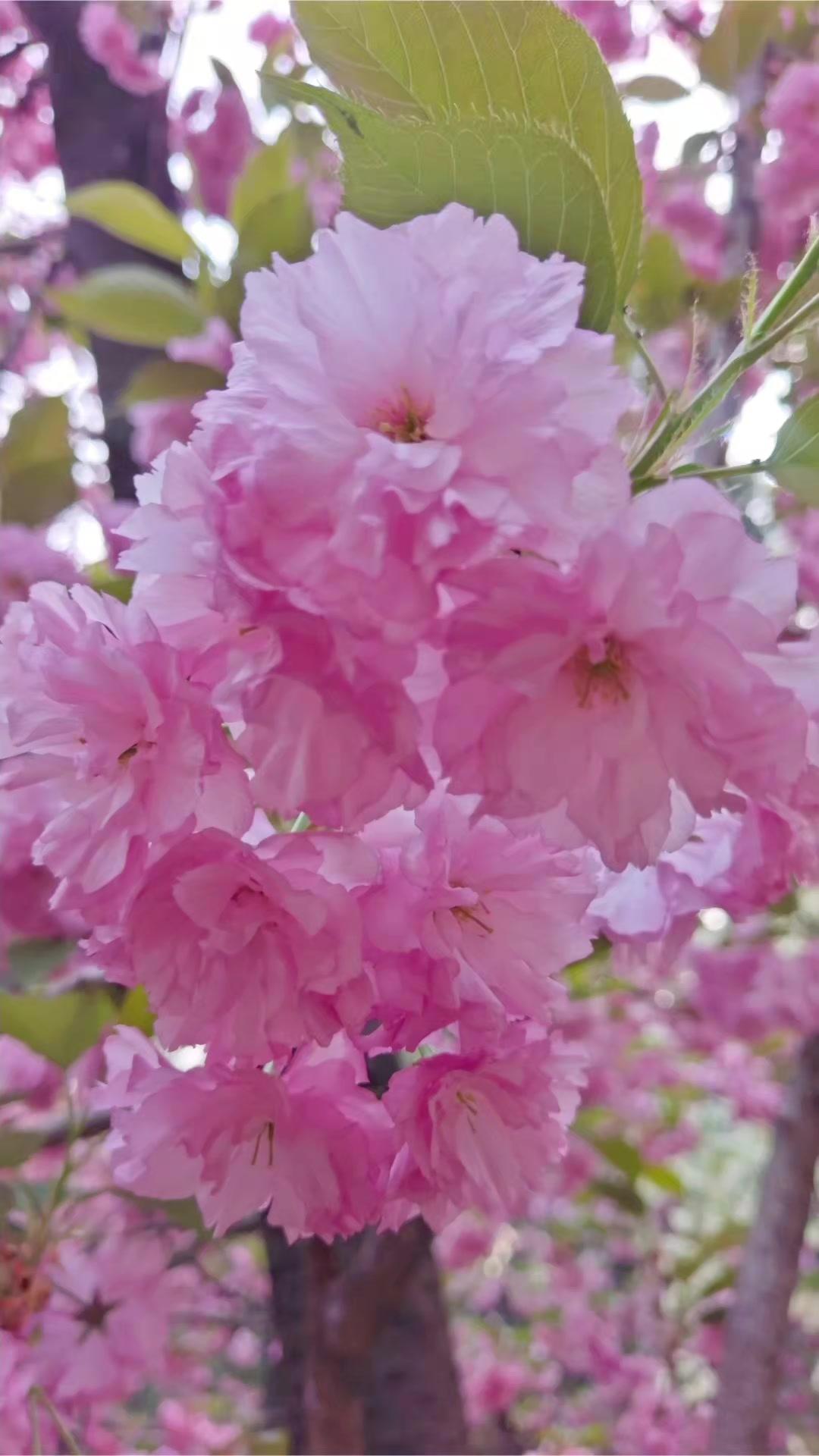 🌸顺义樱花新打卡地，人少景美超出片！顺义的家人们，想看樱花别再去岳仁堂“人挤人
