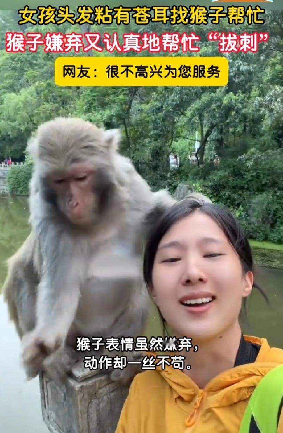 “你咋这么窝囊啊，我很不乐意为你效劳”一女孩头发粘有苍耳找猴哥帮忙摘除，猴哥好像