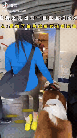 2025年3月，一架哈尔滨飞往北京的客机上，竟然出现了只巨型圣伯纳犬，乘客们很震