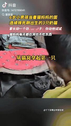 河北，一女子的外甥竟然当着猫妈妈的面连续摔死3只小猫，猫妈妈看这一幕泪流不已，女
