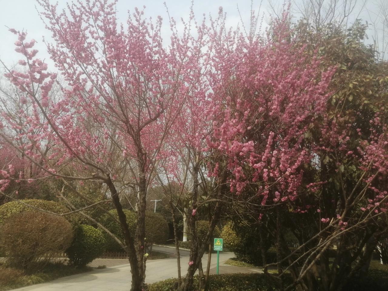 #上联：冬去山明水秀，下联：请您来#春来草绿花开。