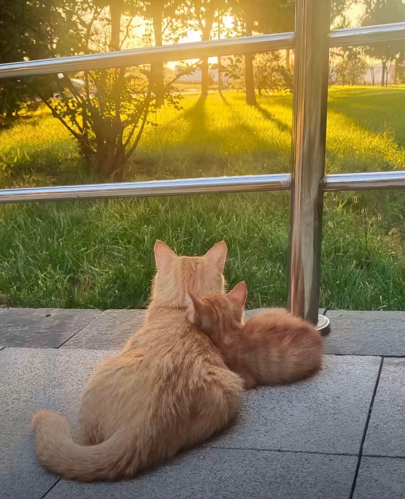 德儿就这样小小一只又很黏妈妈 