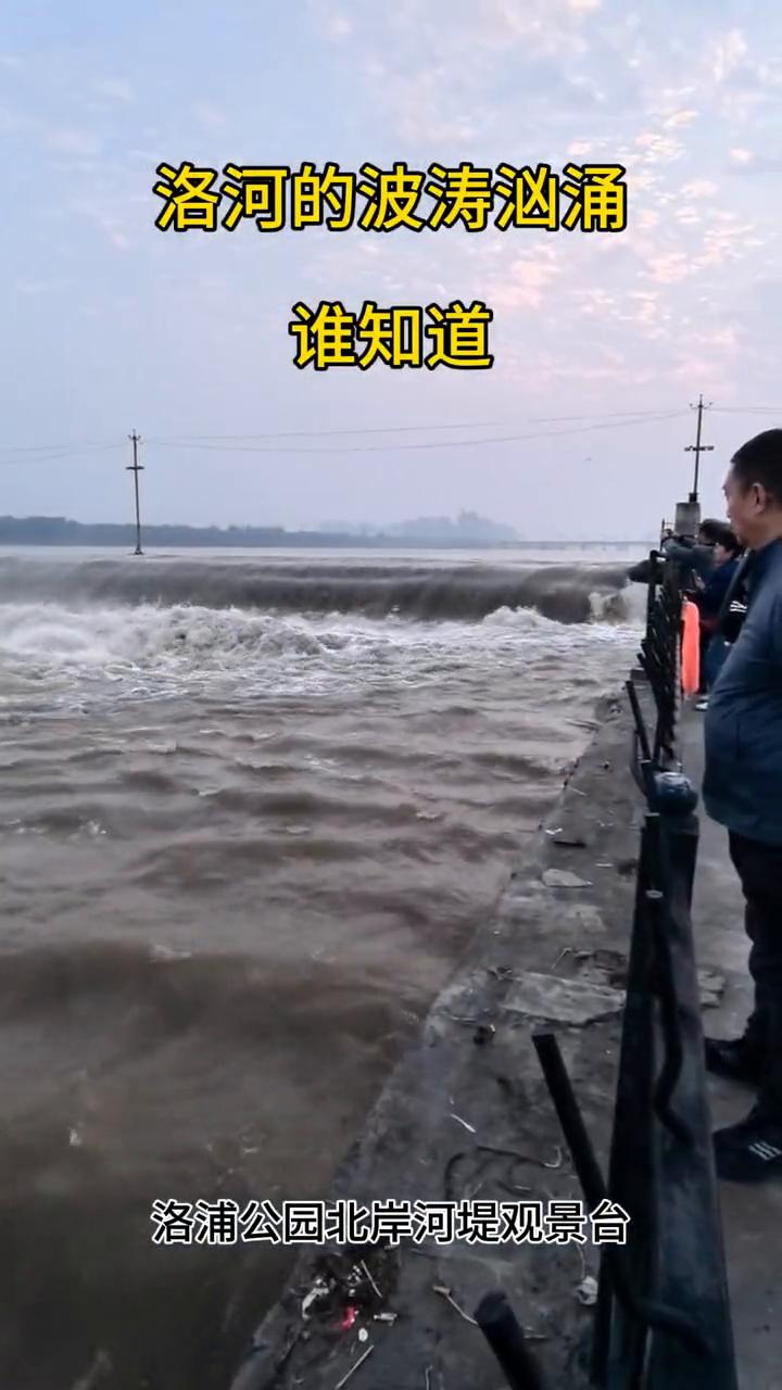 洛河的波涛汹涌谁知道？
洛浦公园北岸河堤观景台。