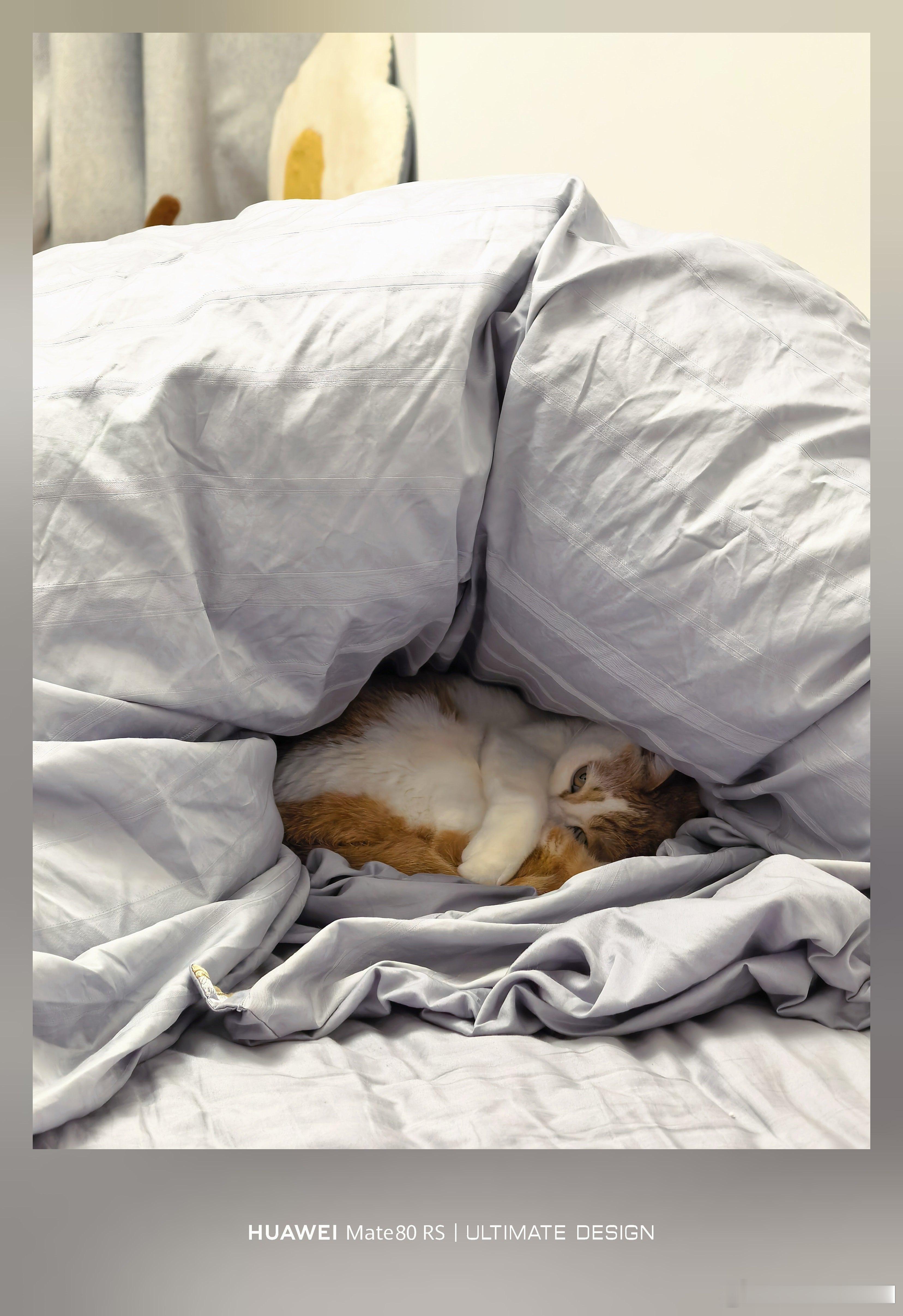 橘二在被子里，给自己拱出了个小房子